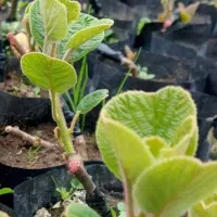 فروش نهال کیوی هایوارد طلایی،پایه خیاری
