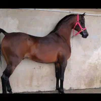 اسب عرب دوسر وارداتی