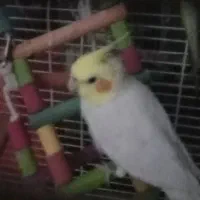 عروس هلندی نر