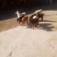 فروش 7راس بزغاله گله گرد نر