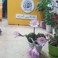 به یک پرسکار تمام وقت نیازمندیم