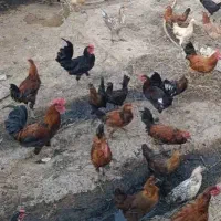 خروس عربی جوان|حیوانات مزرعه|شوشتر, |دیوار