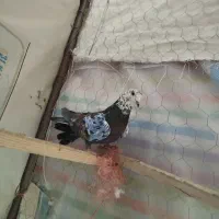 کفتر زور دار