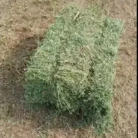 فروش یونجه بسته بندی شدی