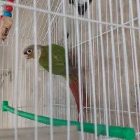 پرنده گیرینجیک قابل معاوضه|پرنده|بازرگان, |دیوار