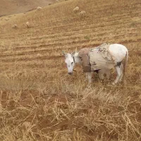 خر الاغ|حیوانات مزرعه|بجنورد, |دیوار