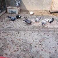 ۱۰تاصید|پرنده|مشهد, شهید قربانی|دیوار