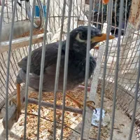 مرغ مینا|پرنده|گرگان, |دیوار