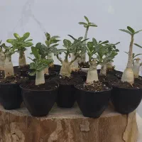 بنسای ادنیوم