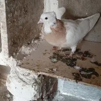 کبوتر طوقی پرشی|پرنده|اسلام‌شهر, چیچکلو|دیوار