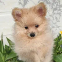 پامرانین خرسی سایز ریز