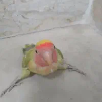 طوطی برزیلی معاوضه با پرنده دیگه