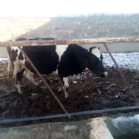 تلیسه اول شکم