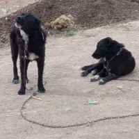 2تاتوله قدرجانی|سگ|کرانی, |دیوار