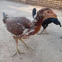 جوجه مرغ لاری