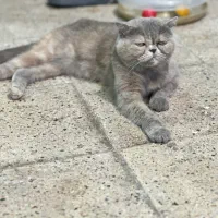 / هیمالین / اسکاتیش ماده