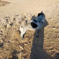 یک سگ اصیل قدرجونی نر|سگ|شیراز, شهرک مدرس|دیوار