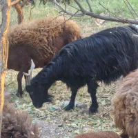 نربز و بز ابستن|حیوانات مزرعه|خاوران, |دیوار