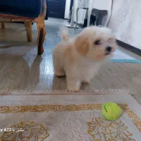 توله سگ ماده نژاد شیتزو رنگ سفید