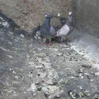 کفتر پلاکی درجه یک دوتاش۵۰۰