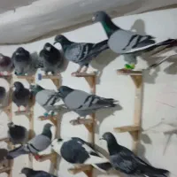 ۵۰ تا کبوتر نر وحشی موقعیت فریمان