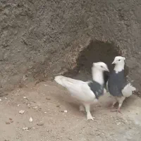 طوقی|پرنده|شهرضا, |دیوار