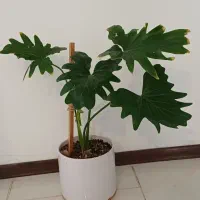 گلدان برگ انجیری