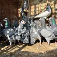 کبوتر|پرنده|مرودشت, ثبت احوال|دیوار