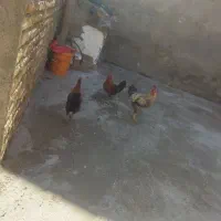 سه عدد خروس|پرنده|بروجرد, |دیوار