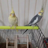 1جفت مولدخوب جوجه دوس وجوجه بزرگ کن