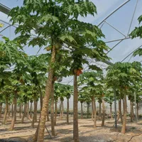 فروش گلخانه میوه های استوایی در خراسان شمالی|فروش دفتر صنعتی، کشاورزی، تجاری|آشخانه, |دیوار