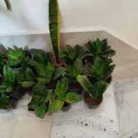 گل سانسوریا کوتاه|گل و گیاه طبیعی|سبزوار, امیریه|دیوار