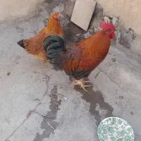 خروس و مرغ|حیوانات مزرعه|بهارستان, |دیوار