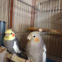 عروس هلندی مولد با جوجه