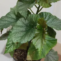 گل بگونیا خالدار|گل و گیاه طبیعی|زنجان, |دیوار