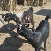 فروش فوری قیمت مناسب