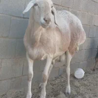 قوچ چینی اصل