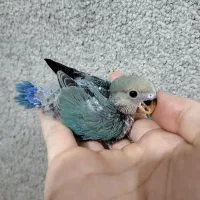 طوطی برزیلی سرلاکی