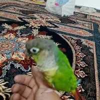 گرین چیک