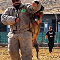 سگ مالینویز آموزش دیده حرفه ای