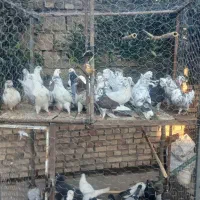 کبوتر تکپر ساعتی|حیوانات مزرعه|تاتار علیا, |دیوار