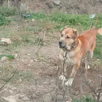 سگ سرابی|سگ|دیلمان, |دیوار