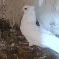 کبوتر یاکفتر تهرانی وشهرستانی|پرنده|مشکیندشت, |دیوار