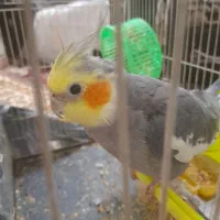 عروس هلندی|پرنده|مشهد, قائم|دیوار