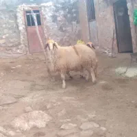 شک ورن ـ قوچ