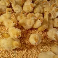 جوجه بوقلمون بیوتی (گوشتی)