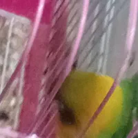 ۵تا|پرنده|خرمشهر, |دیوار