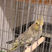 عروس هلندی مولد بایک جوجه|پرنده|تهران, سبلان (لشگر)|دیوار