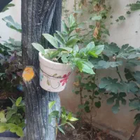 تعدادی گل|گل و گیاه طبیعی|کرمانشاه, |دیوار