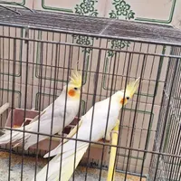 عروس هلندی، طوطی برزیلی، مرغ عشق|پرنده|دلیجان, |دیوار